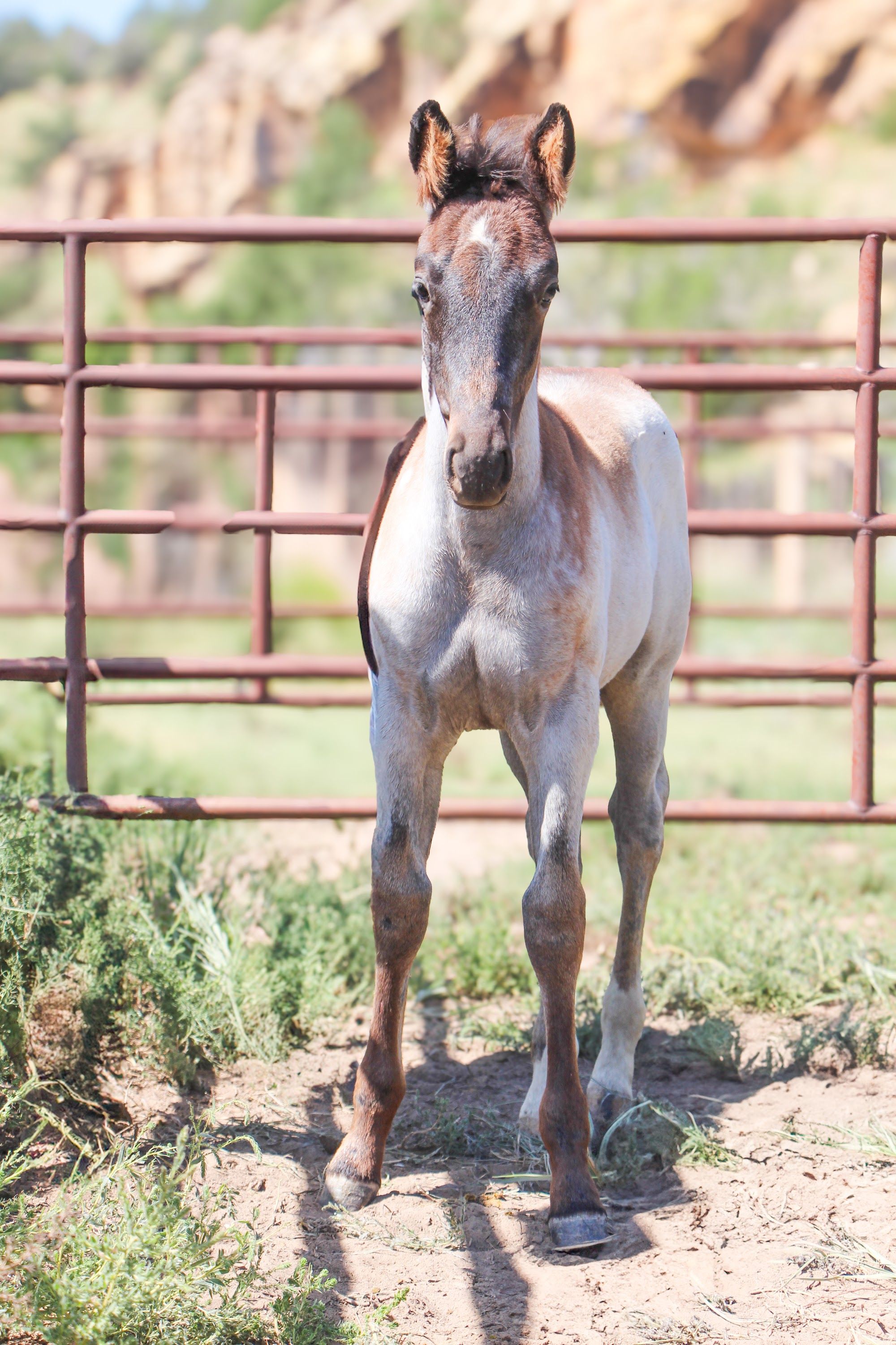quarter-horse western-paard hengst 2 år till salu - Foto 2