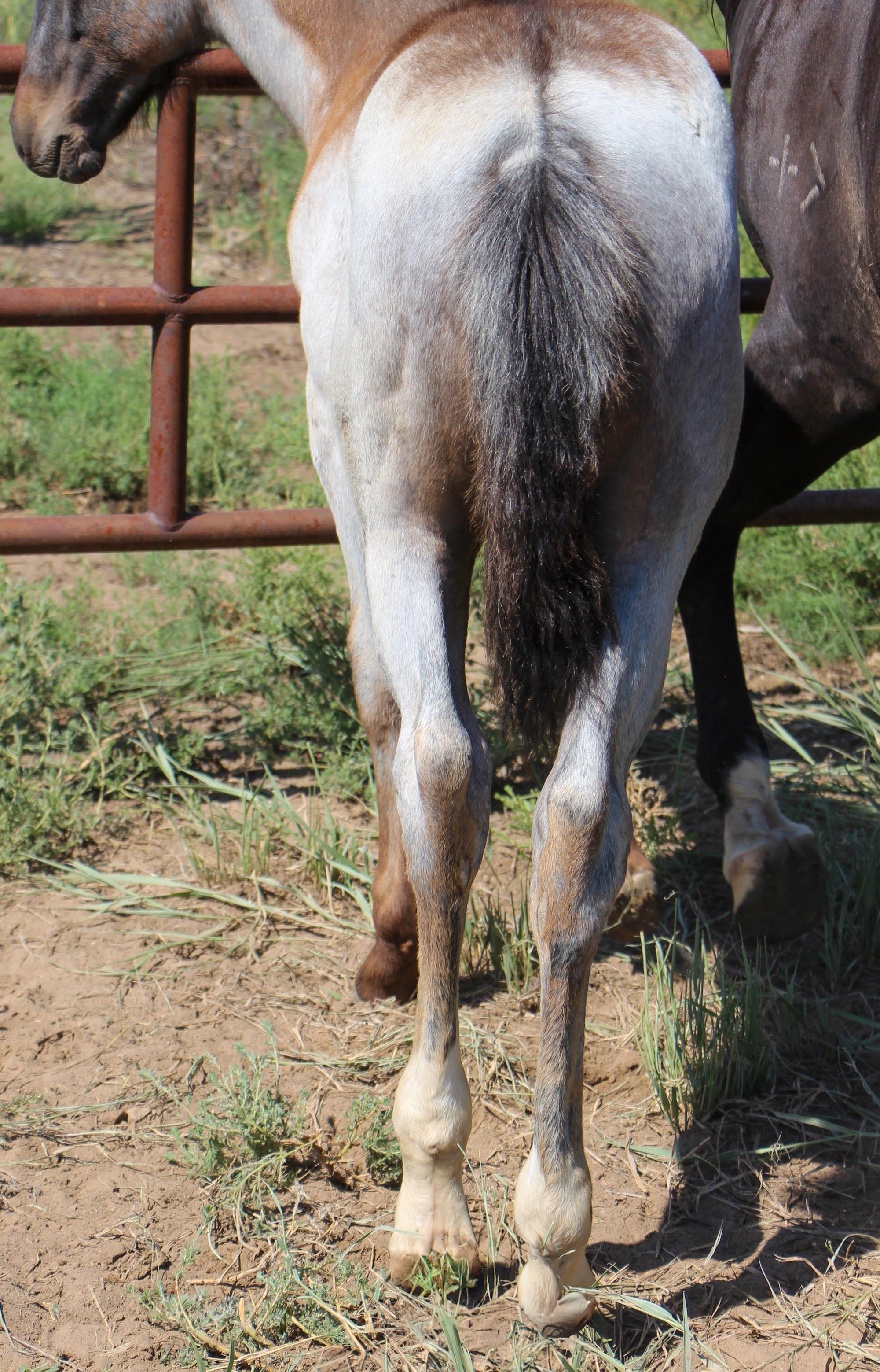quarter-horse western-paard hengst 2 år till salu - Foto 3