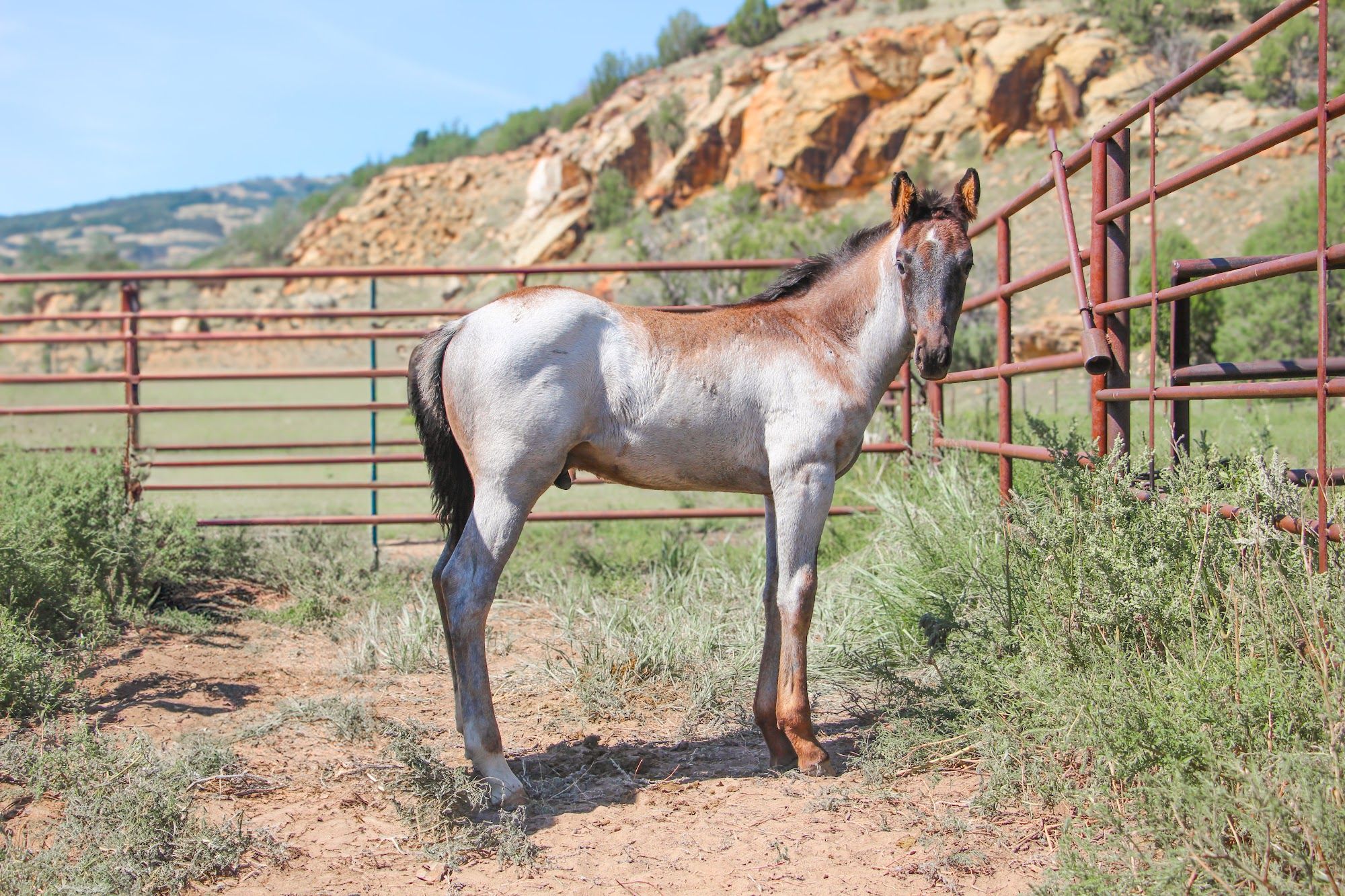 quarter-horse western-paard hengst 2 år till salu - Foto 4