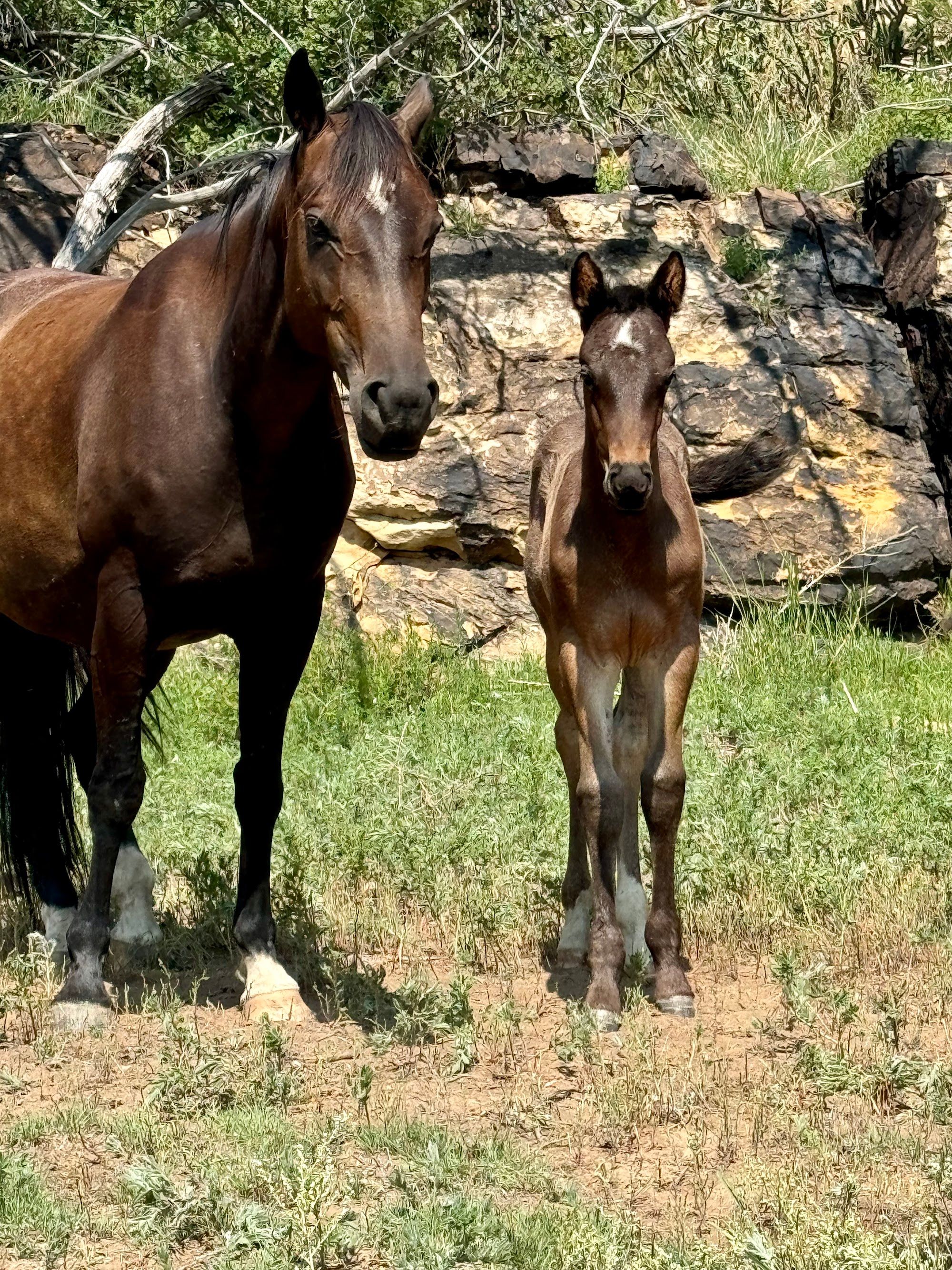 quarter-horse western-paard hengst 2 år till salu - Foto 5