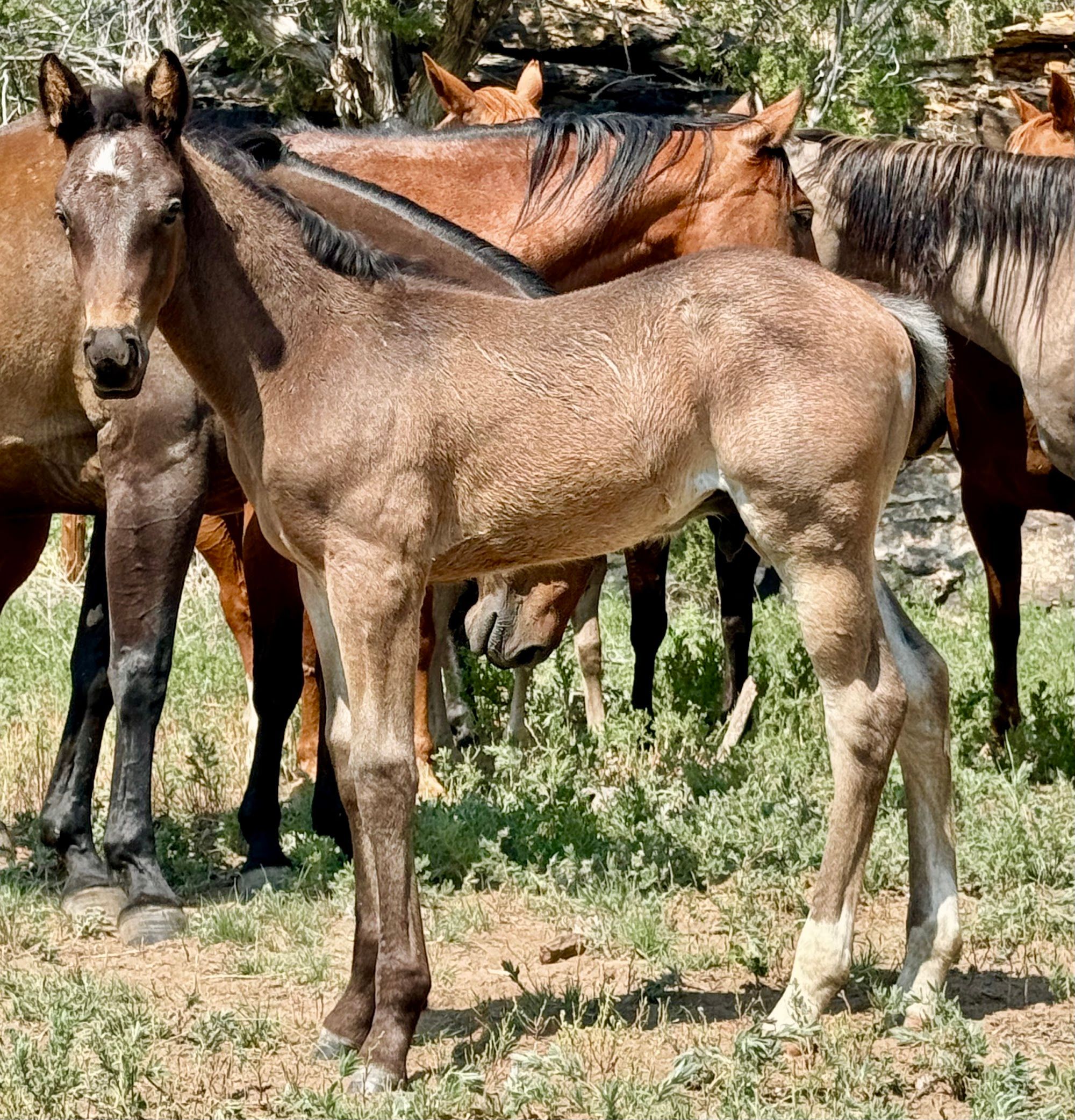 quarter-horse western-paard hengst 2 år till salu - Foto 6