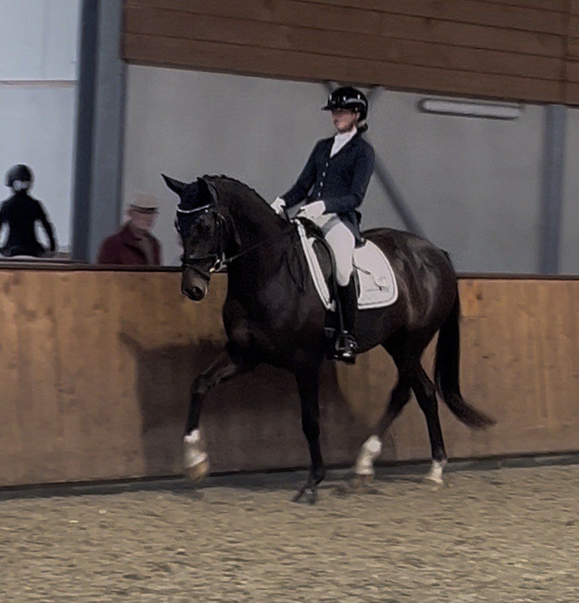 kwpn dressuurpaard merrie 5 岁 donkerbruin 出售 - 照片 2
