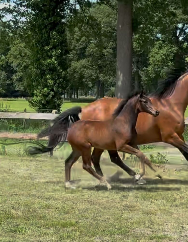 dressuurpaard Merrie Donkerbruin te koop - Foto 6