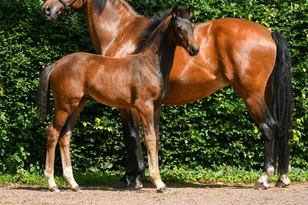 dressuurpaard Merrie Donkerbruin te koop - Hoofdfoto