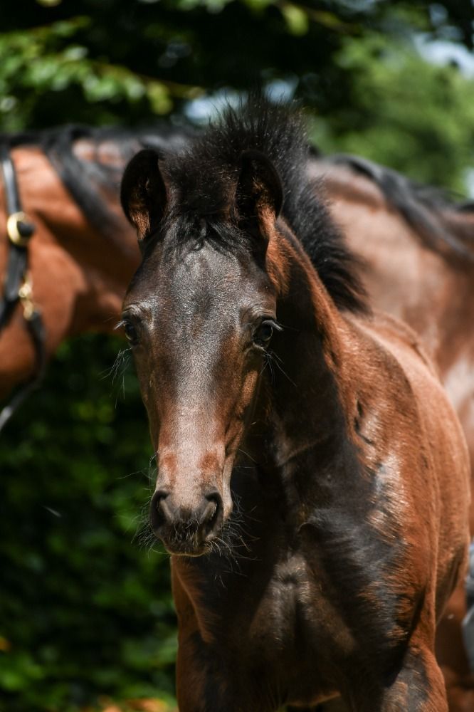dressuurpaard Merrie Donkerbruin te koop - Foto 3