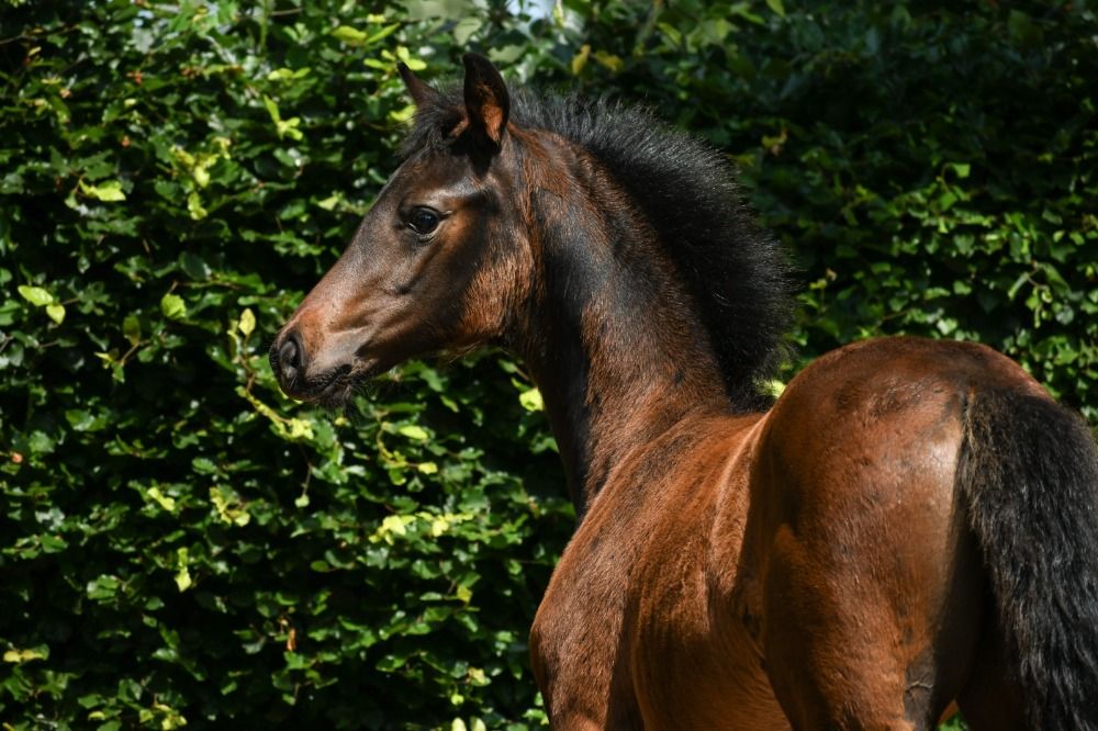 dressuurpaard Merrie Donkerbruin te koop - Foto 2