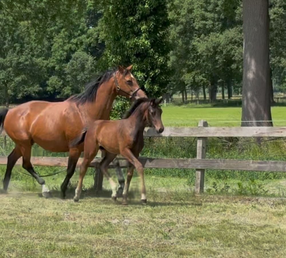 dressuurpaard Merrie Donkerbruin te koop - Foto 4
