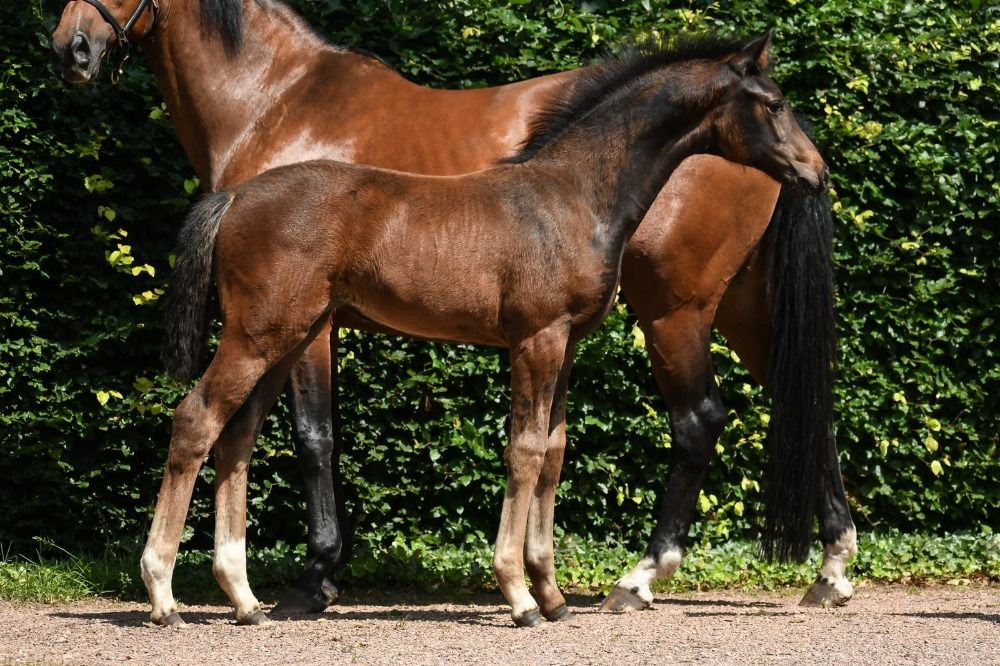 dressuurpaard Merrie Donkerbruin te koop - Foto 5