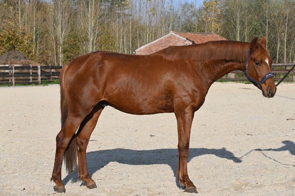 dressuurpaard Hengst 2 jaar Vos te koop - Foto 3