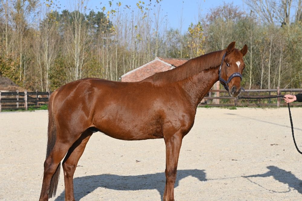 Dressuurhengst met Grand-Prix potentie!