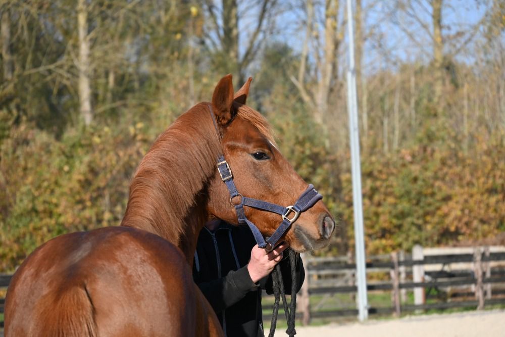 dressuurpaard Hengst 2 jaar Vos te koop - Foto 2