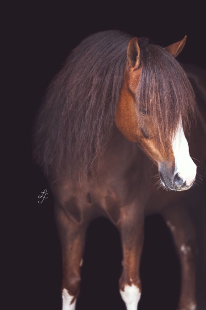 Welsh Cob hunting pony Ruin 9 jaar Vos te koop - Foto 2