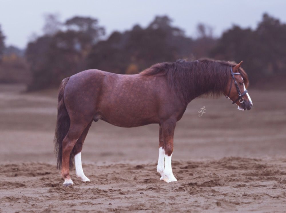 Welsh Cob hunting pony Ruin 9 jaar Vos te koop - Foto 3