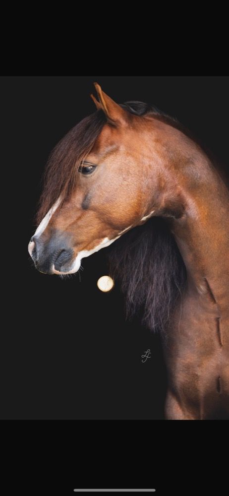 Welsh Cob hunting pony Ruin 9 jaar Vos te koop - Foto 4