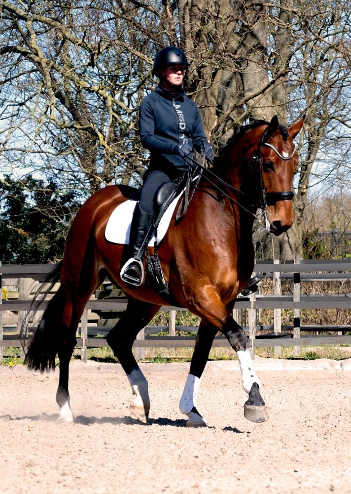 KWPN dressuurpaard Ruin 7 jaar Bruin te koop - Foto 2
