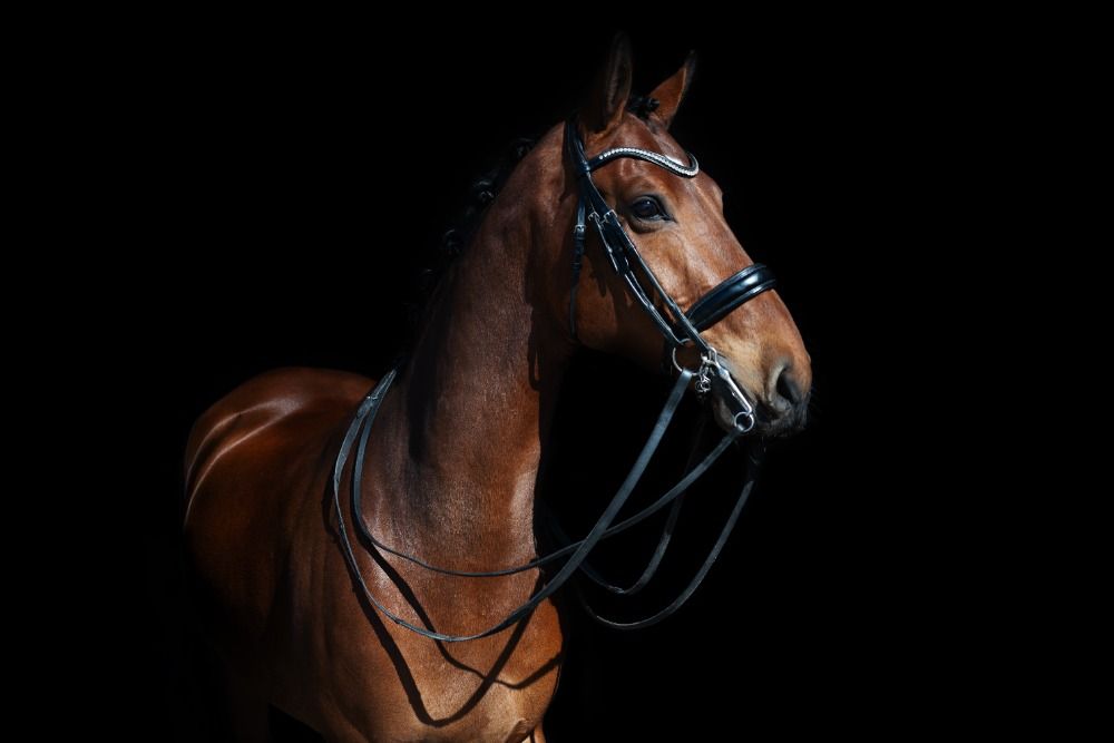 KWPN dressuurpaard Ruin 7 jaar Bruin te koop - Hoofdfoto
