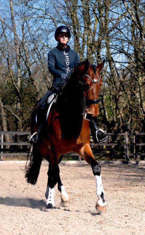 KWPN dressuurpaard Ruin 7 jaar Bruin te koop - Foto 3