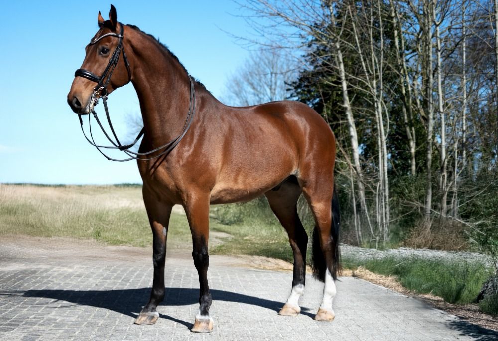KWPN dressuurpaard Ruin 7 jaar Bruin te koop - Foto 4