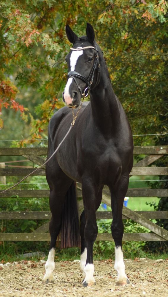 BWP dressuurpaard Merrie 3 jaar Zwart te koop - Foto 3
