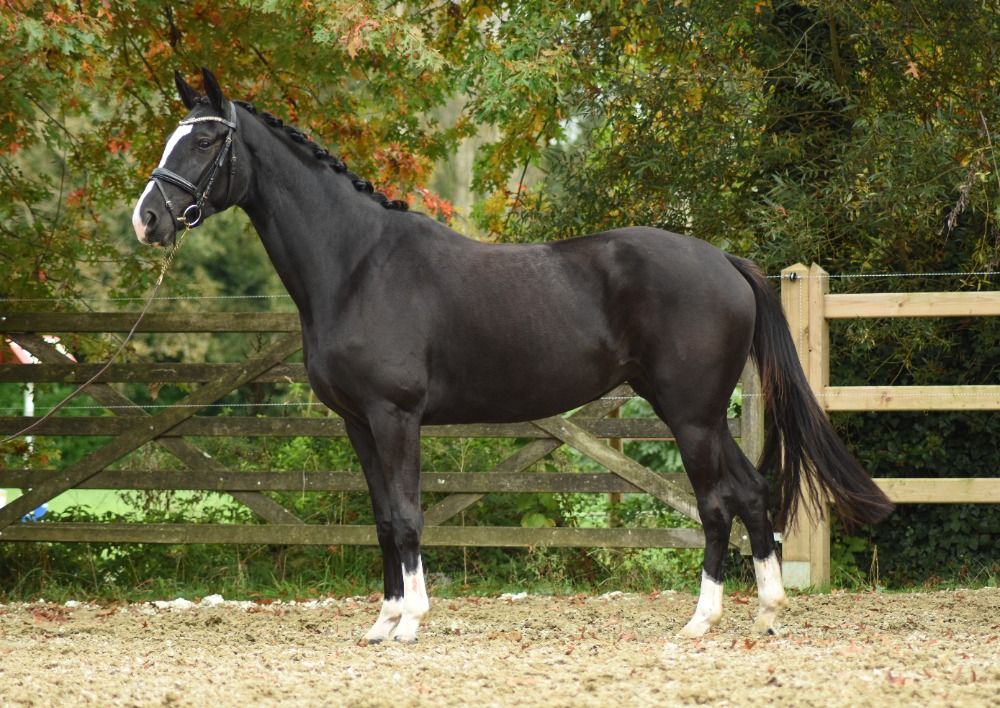 BWP dressuurpaard Merrie 3 jaar Zwart te koop - Foto 4