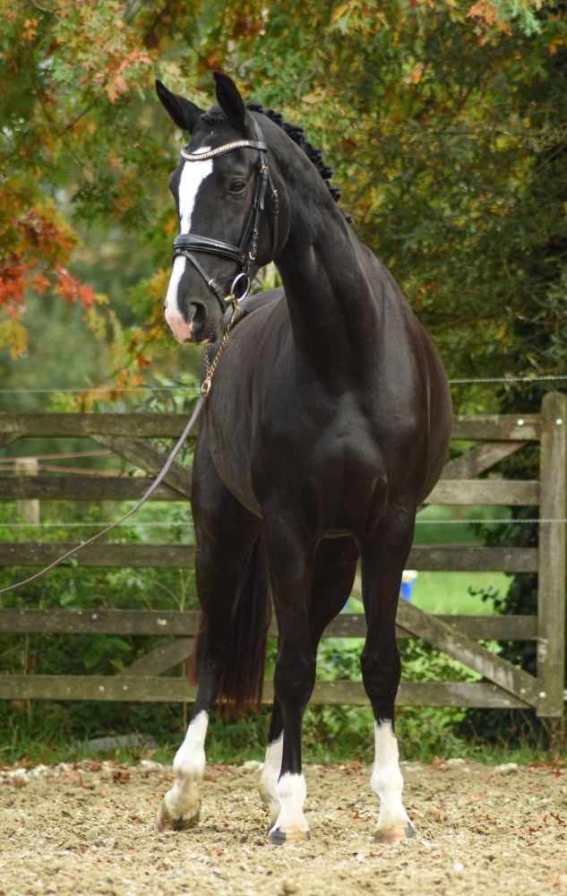 BWP dressuurpaard Merrie 3 jaar Zwart te koop - Foto 2