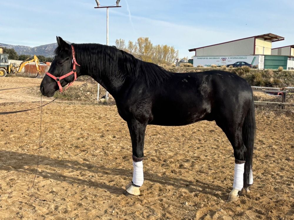 KWPN dressuurpaard Hengst 3 jaar Zwart te koop - Foto 2