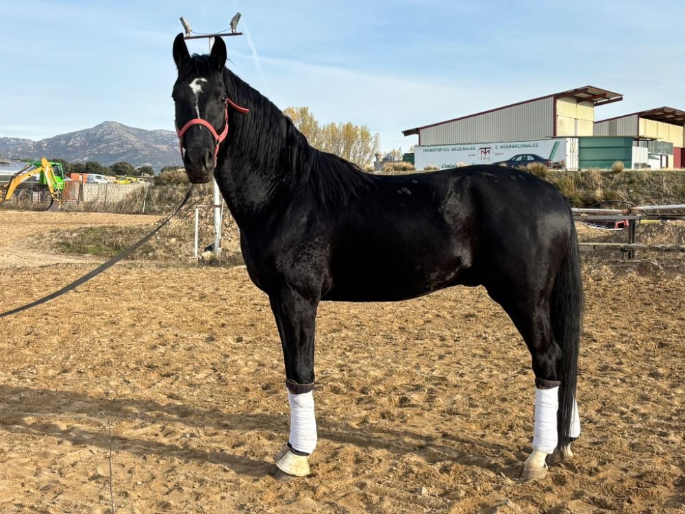 VENTA CABALLO