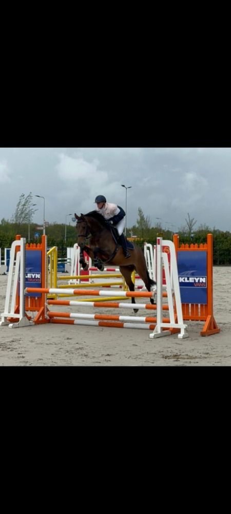 KWPN springpaard Merrie 6 jaar Donkerbruin te koop - Foto 5