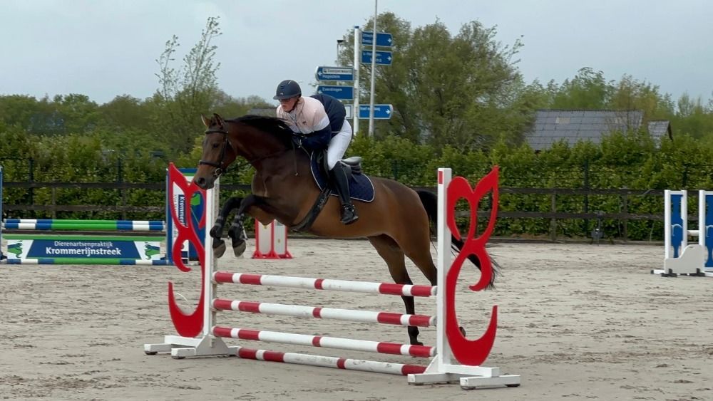KWPN springpaard Merrie 6 jaar Donkerbruin te koop - Foto 4