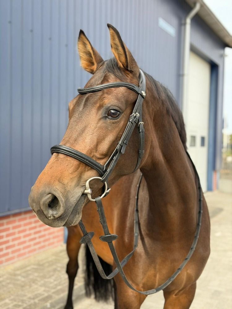 KWPN springpaard Merrie 6 jaar Donkerbruin te koop - Foto 2