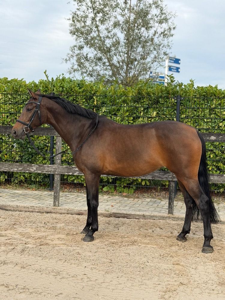 KWPN springpaard Merrie 6 jaar Donkerbruin te koop - Hoofdfoto