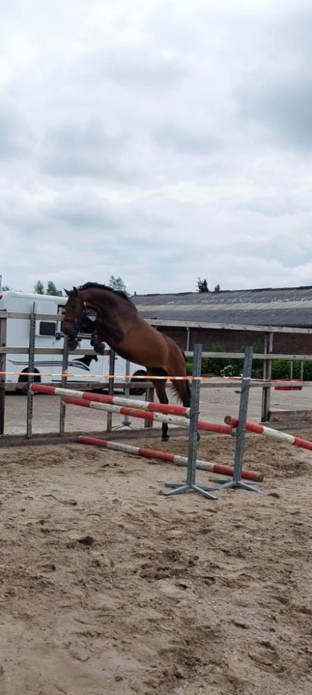 KWPN springpaard Merrie 6 jaar Donkerbruin te koop - Foto 3