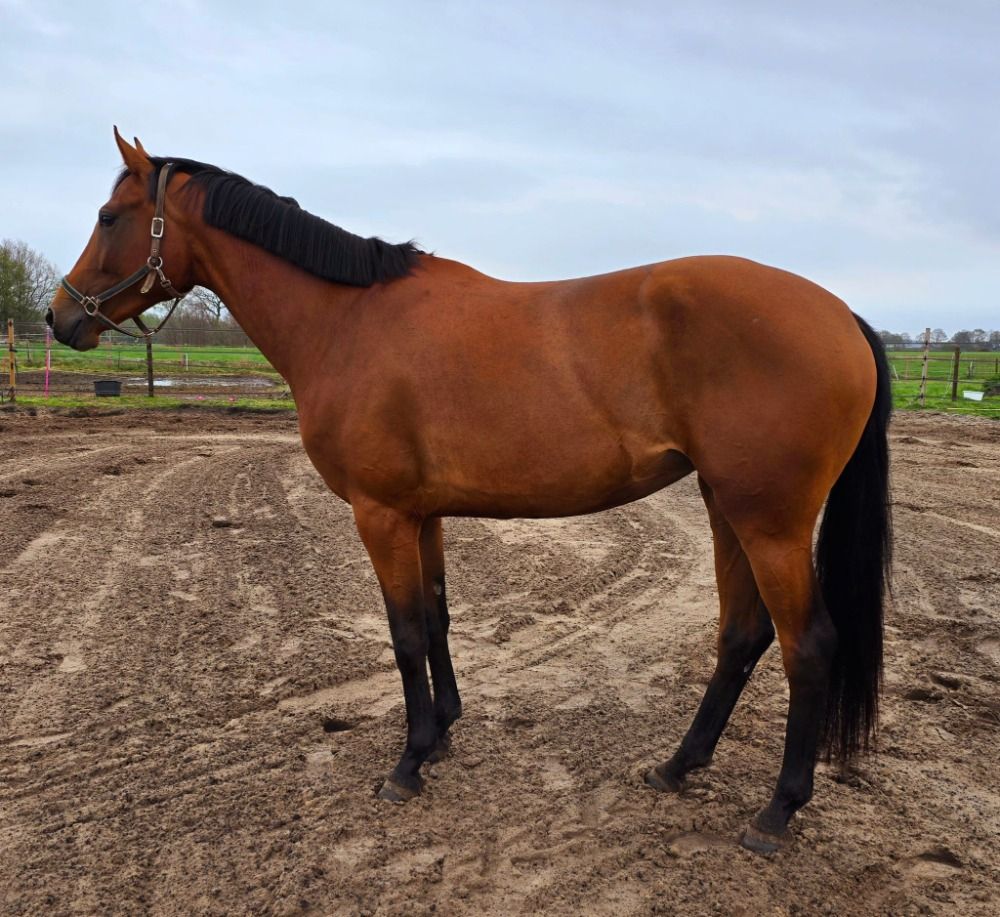 dressuurpaard Merrie 4 jaar Bruin te koop - Foto 5
