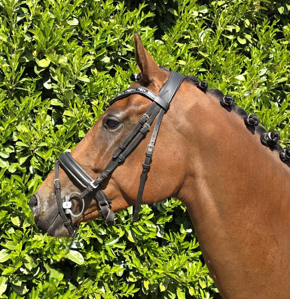 dressuurpaard Merrie 4 jaar Bruin te koop - Foto 3