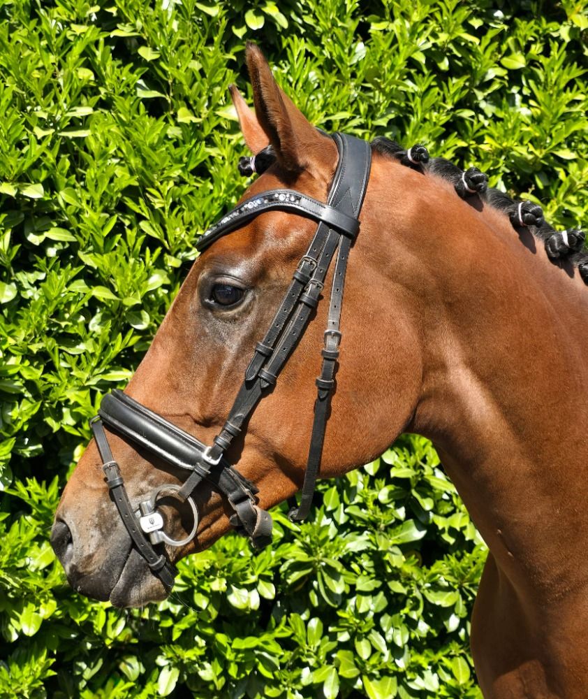 dressuurpaard Merrie 4 jaar Bruin te koop - Foto 2