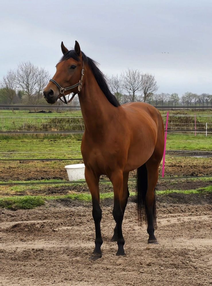 dressuurpaard Merrie 4 jaar Bruin te koop - Hoofdfoto