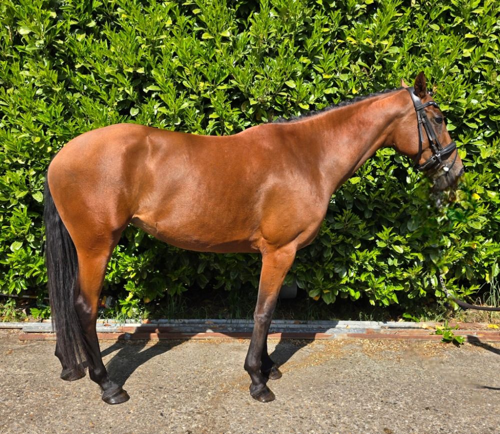 dressuurpaard Merrie 4 jaar Bruin te koop - Foto 4