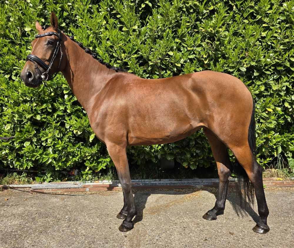 dressuurpaard Merrie 4 jaar Bruin te koop - Foto 6