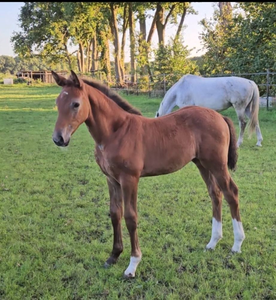 Zangersheide allrounder Merrie Andere te koop - Foto 6
