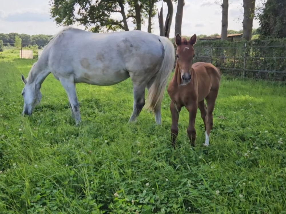 Zangersheide allrounder Merrie Andere te koop - Foto 4
