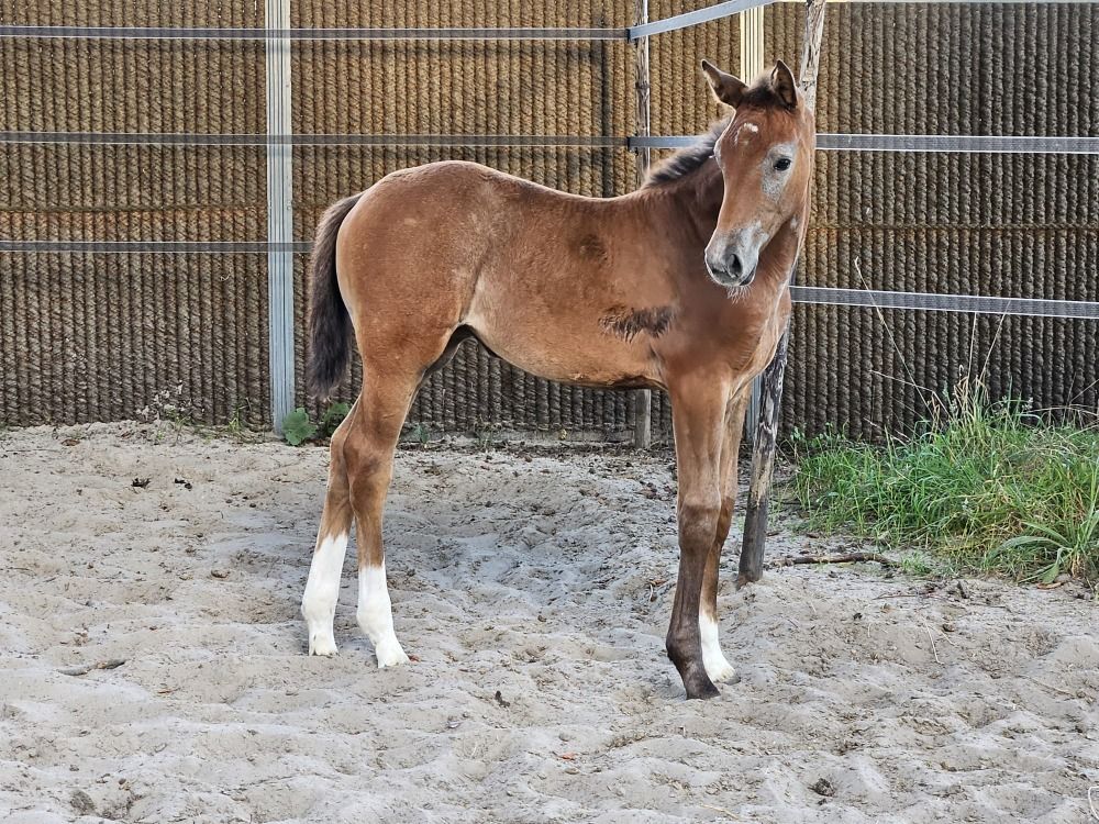 Zangersheide allrounder Merrie Andere te koop - Foto 2