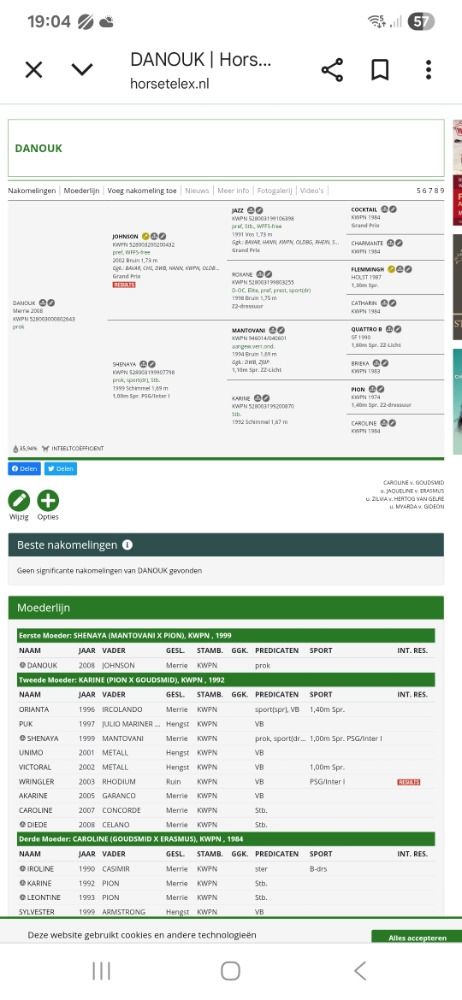 Zangersheide allrounder Merrie Andere te koop - Foto 5