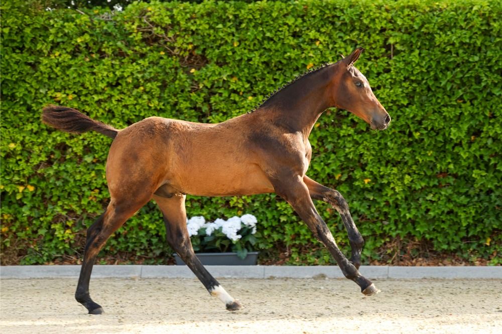 KWPN springpaard Merrie Bruin te koop - Foto 4