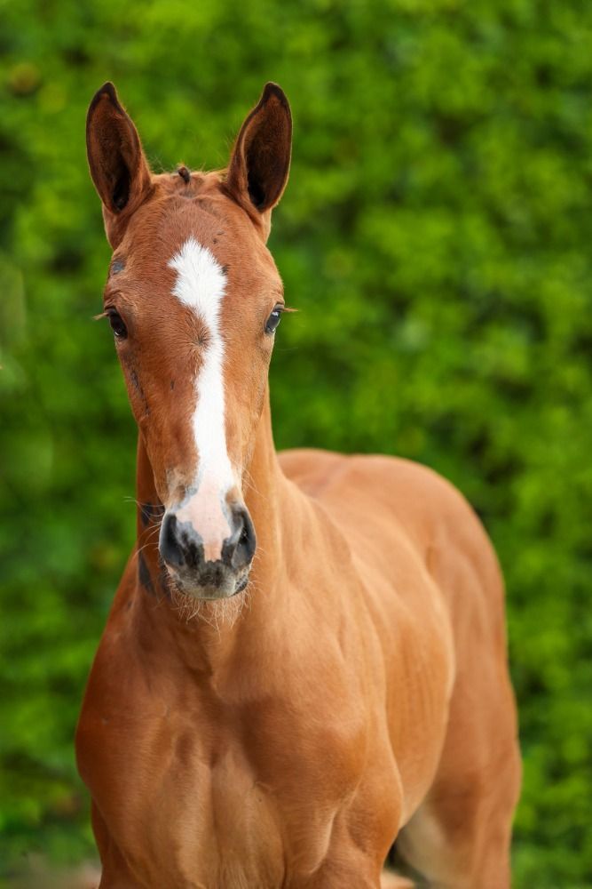 KWPN springpaard Merrie Bruin te koop - Foto 3