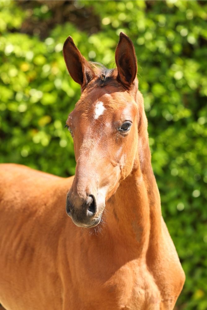 KWPN springpaard Merrie Bruin te koop - Foto 5