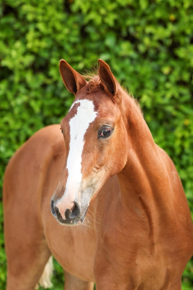 KWPN springpaard Merrie Bruin te koop - Foto 6