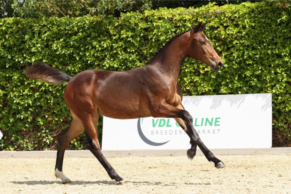 KWPN springpaard Merrie Bruin te koop - Foto 2