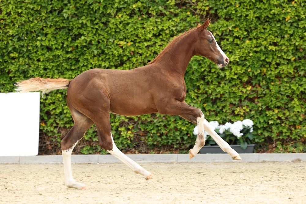 KWPN springpaard Merrie Bruin te koop - Hoofdfoto