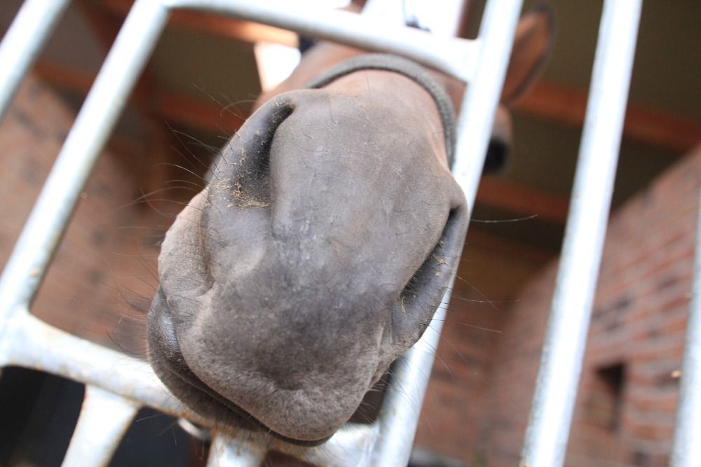 Professional equestrian center, NRW, Germany - Photo 2