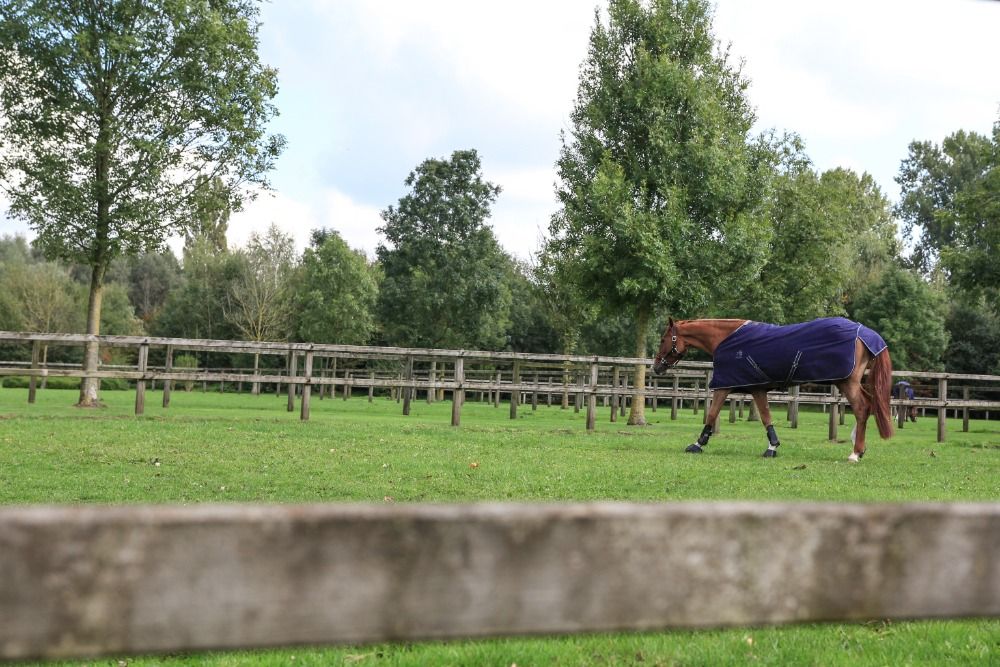 Professional equestrian center, NRW, Germany - Photo 3